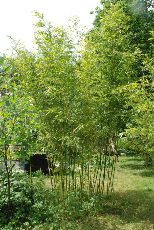 Pleioblastus amarus 'Hangzhouensis'