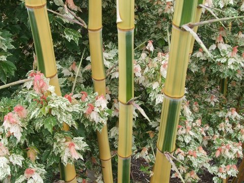 Phyllostachys vivax 'huanvenzhu inversa'