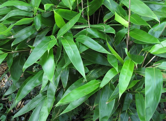 Indocalamus herklotsii