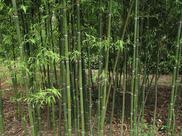 Phyllostachys nuda