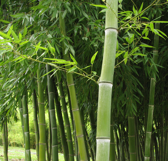 Phyllostachys dulcis
