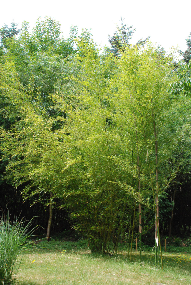 Phyllostachys nigra f. henonis