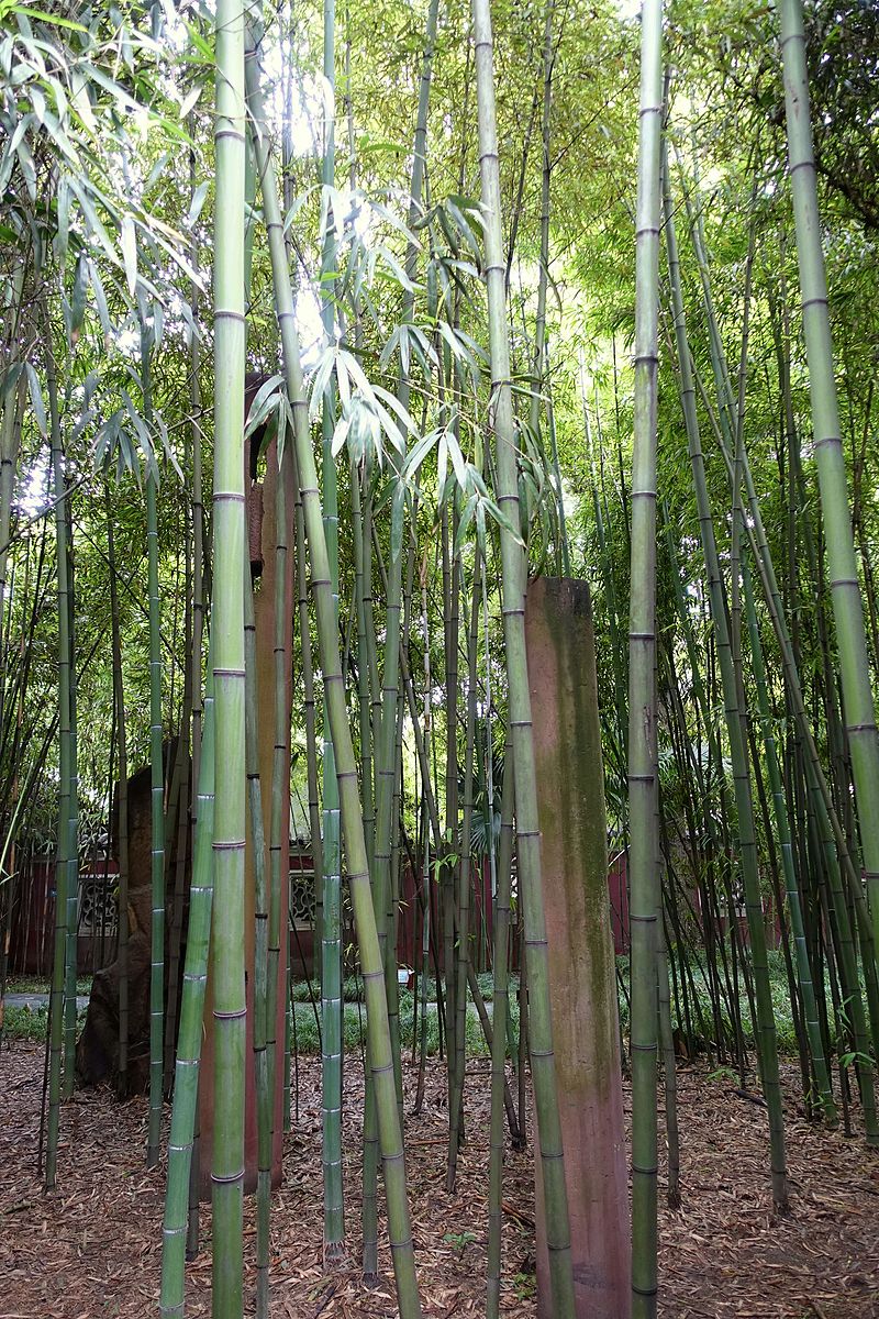 Phyllostachys angusta