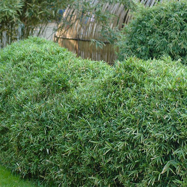 Pleioblastus chino 'Elegantissima'