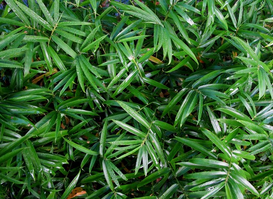 Pleioblastus pygmaeus