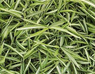 Pleioblastus chino 'Elegantissima' blade