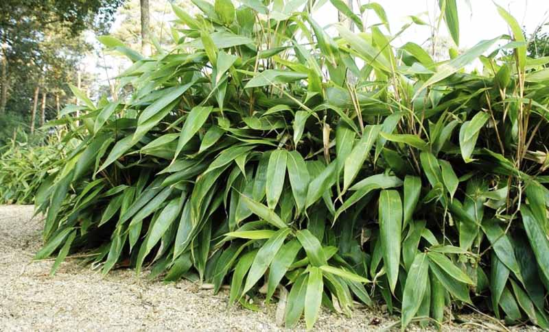 Sasa palmata Nebulosa