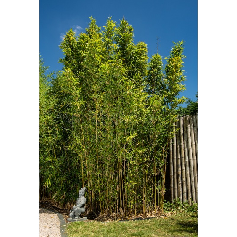 Semiarundinaria fastuosa