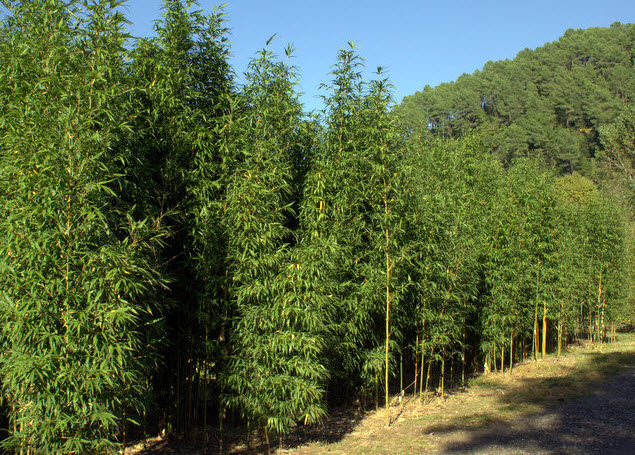 Semiarundinaria fastuosa viridis