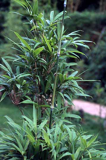 Sinobambusa intermedia