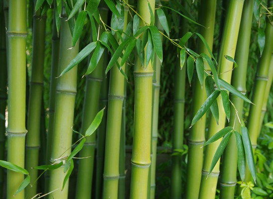 Phyllostachys atrovaginata